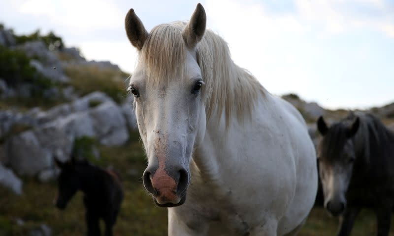 Foto de caballos salvajes en Cincar, cerca de la localidad de Livno, en Bosnia