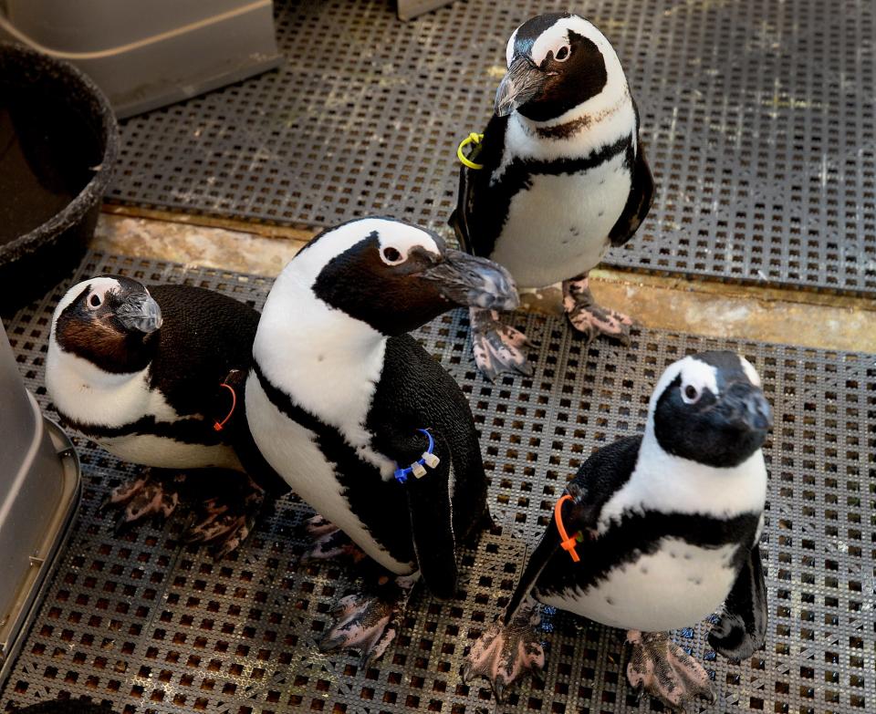 Henson Robinson Zoo now has 11 African penguins on display, according to director Doug Hotle. The zoo opens for the season Saturday.
