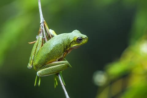 An acid frog - Credit: istock