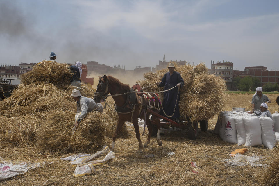 FILE - A horse cart driver transports wheat to a mill on a farm in the Nile Delta province of al-Sharqia, Egypt, on May 11, 2022. The U.N. climate summit is back in Africa after six years and four consecutive Europe-based conferences. The conference — known as COP27 — will be held in the resort city of Sharm el-Sheikh in Egypt. (AP Photo/Amr Nabil, File)