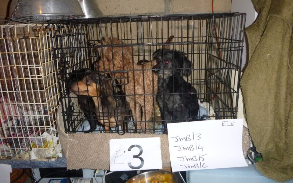 Dozens of dogs were found in cramped cages