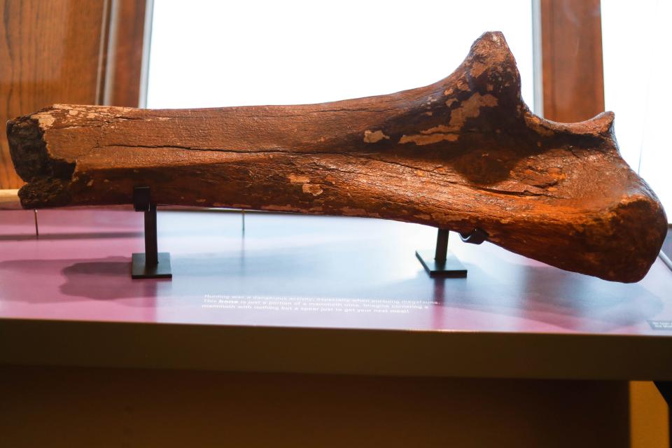 A mammoth bone sits on display at the new exhibit at Jester Park Nature Center in Granger on Tuesday, Nov. 29, 2022.