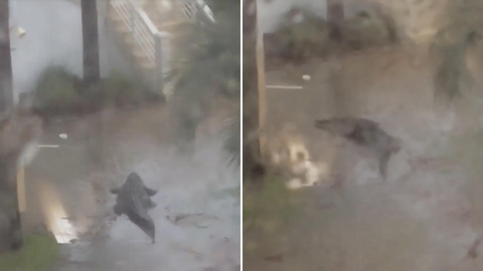 An alligator in floodwater near homes in Alabama after Hurricane Sally.