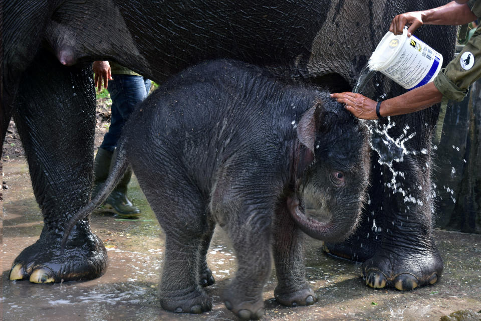 Sumatran Elephant