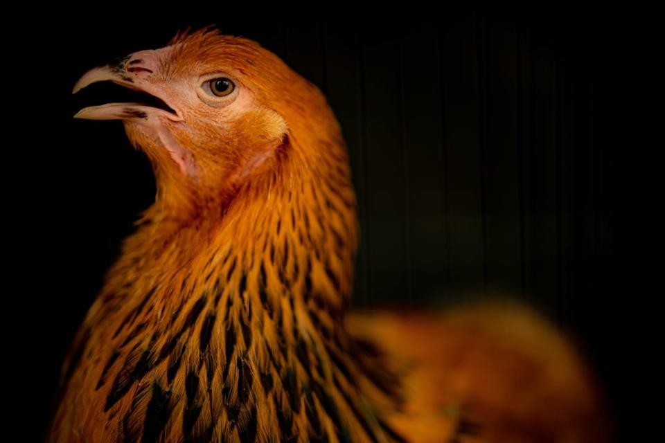 New housing measures to protect poultry and captive birds from bird flu are being introduced (Ben Birchall/PA) (PA Wire)