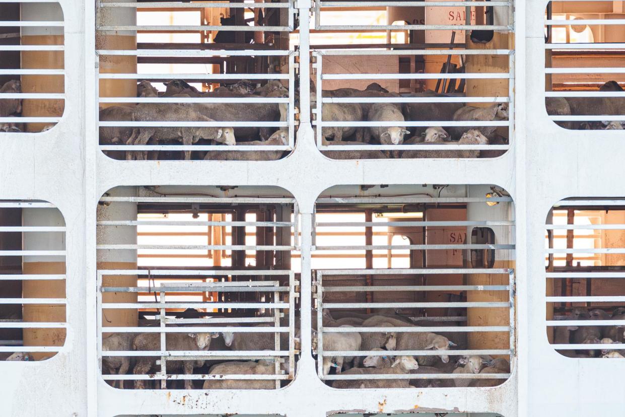 <span>Sheep on board a live export ship in Western Australia earlier this year. The government says funding will be provided to help the industry transition before the ban takes place in 2028.</span><span>Photograph: Richard Wainwright/AAP</span>