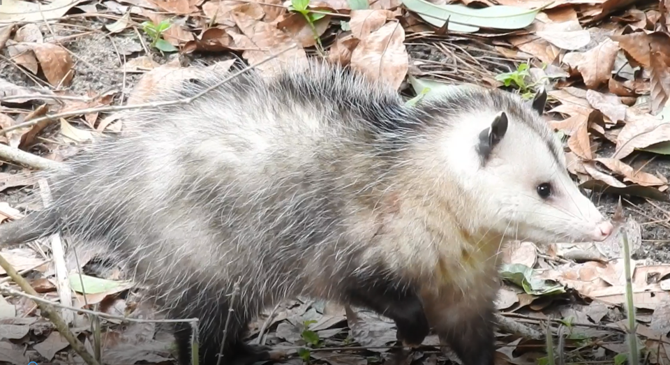 It's a possum, folks.