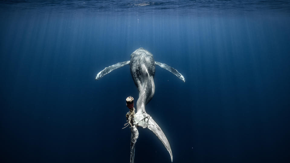 A whale struggles on, its flukes severely damaged as a result of continued entanglement.