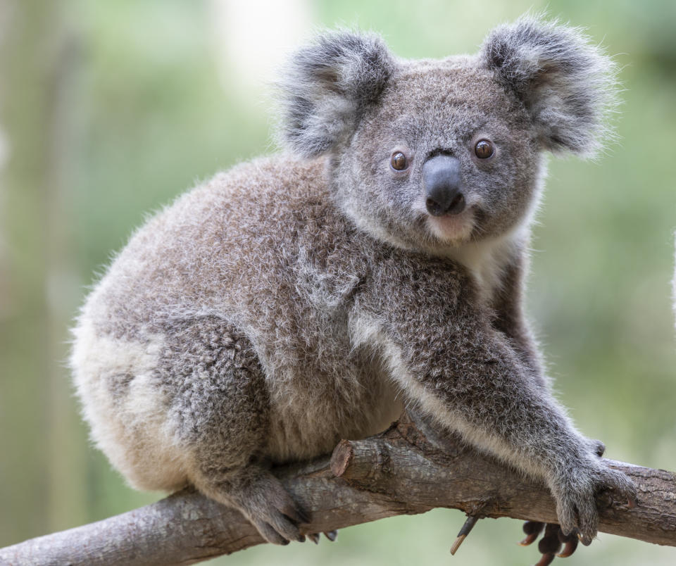 The Australian Koala Foundation asked Prime Minister Scott Morrison to take urgent action to save koalas.