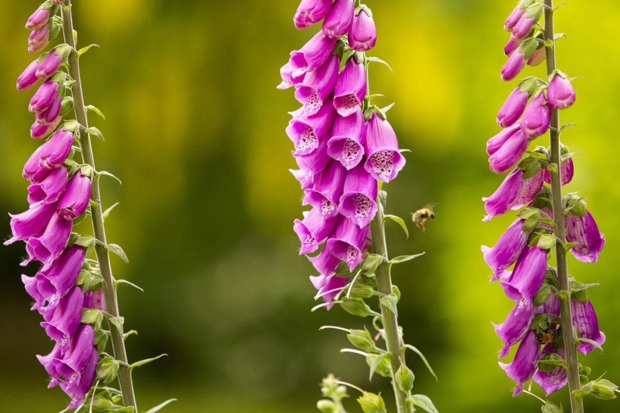 a bumble bee gathering pollen from foxgloves