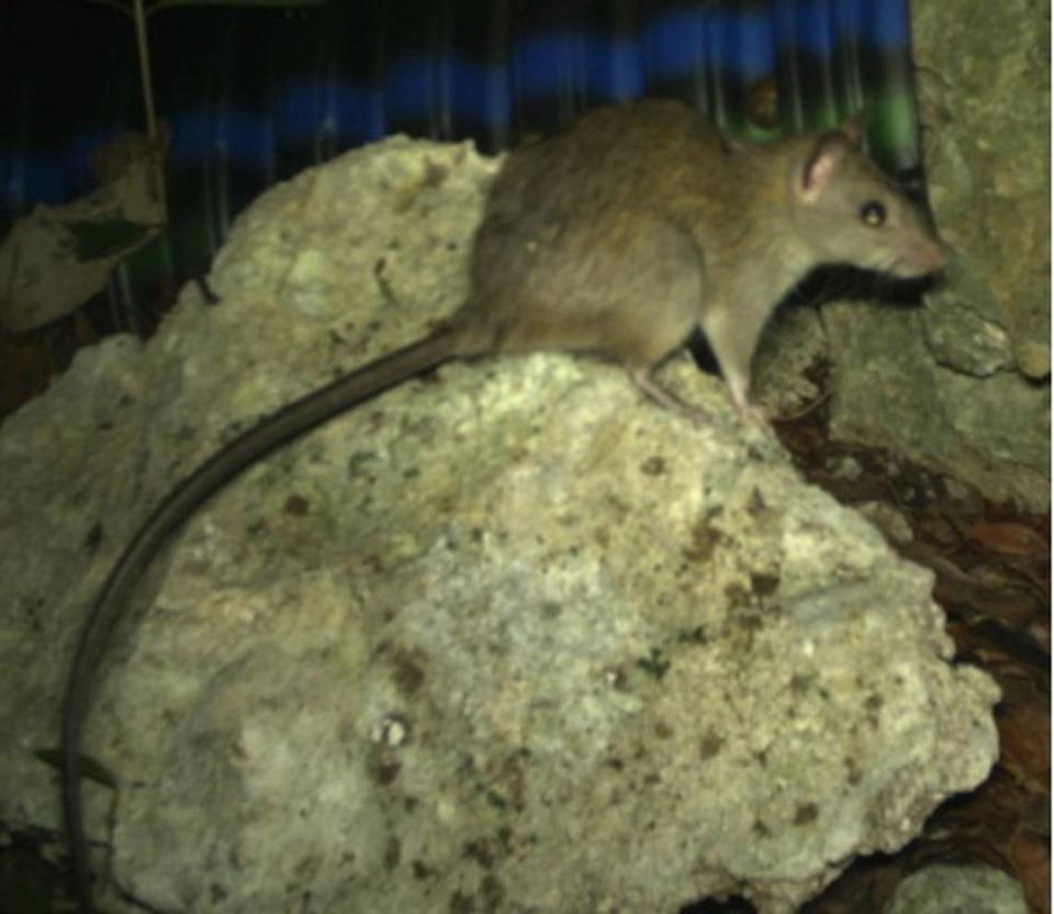 A house rat is non-native and invasive. They’re common in the Raleigh/Durham region.