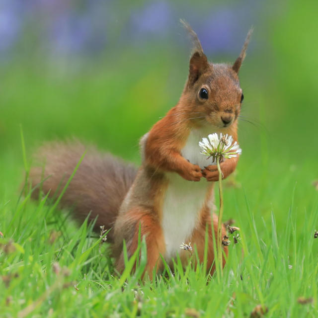 cute squirrel photos