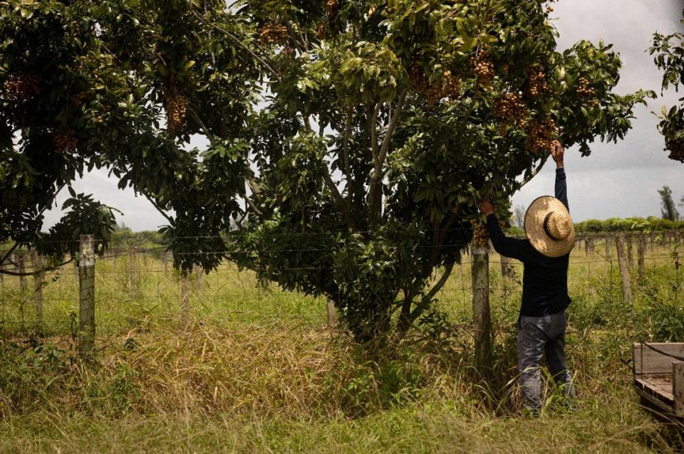 Un trabajador agrícola recoge productos agrícolas el lunes 21 de agosto de 2023 en Homestead, Florida. La SB 1718 es una nueva ley que impone una serie de restricciones relacionadas con la inmigración que podrían afectar a los trabajadores migrantes que emplean ciertas granjas y viveros.