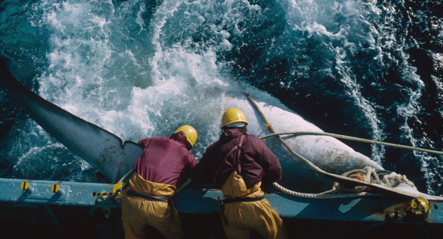 Two Japanese whalers kill a whale in the Southern Ocean back in 1993.