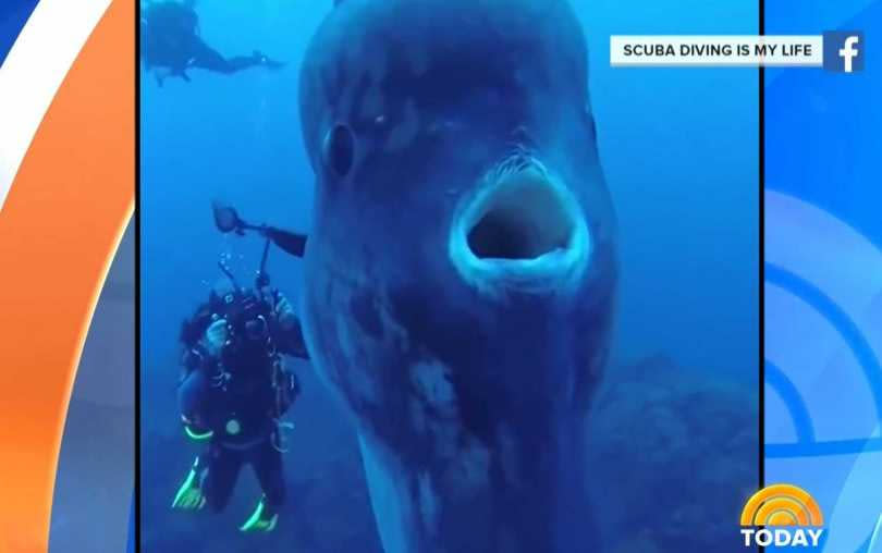 民眾所看見的巨大生物其實是隻翻車魚。。（圖／NBC News）