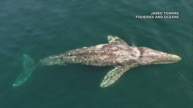An emaciated grey whale swims off the coast of northern Vancouver Island in April. The same whale was believed to have been seen swimming of the coast of Victoria, B.C.