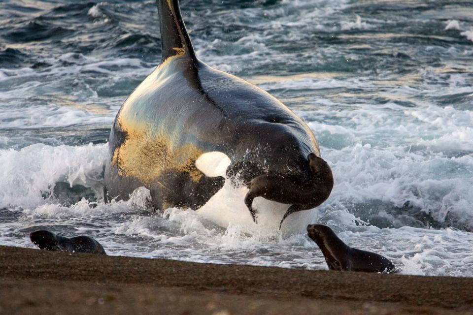 Picking a team name is all about what’s most intimidating, and whales do all right in that department. (Getty Images)