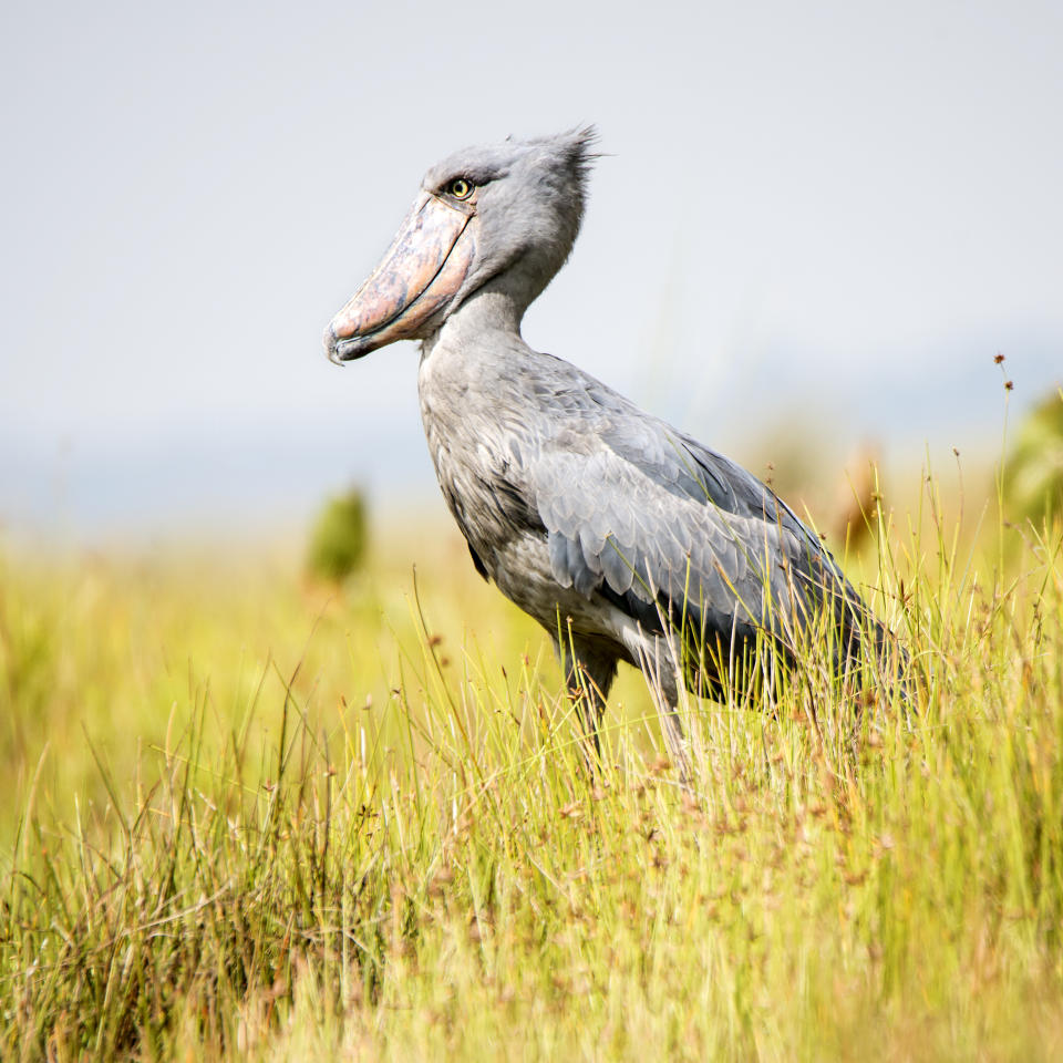 Wildlife shot of an extremely rare Shoebill (Balaeniceps rex) at the shores of Lake Victoria, Uganda. This stork-like waterbird is getting up to a height of 120 cm, outstanding is the unique bill. While the shoebill is called a stork, genetically speaking it is more closely related to the pelican or heron families. The shoebill is could be found in wetlands or swamps in a few regions of Eastern and Central Africa and it is critical endangered.