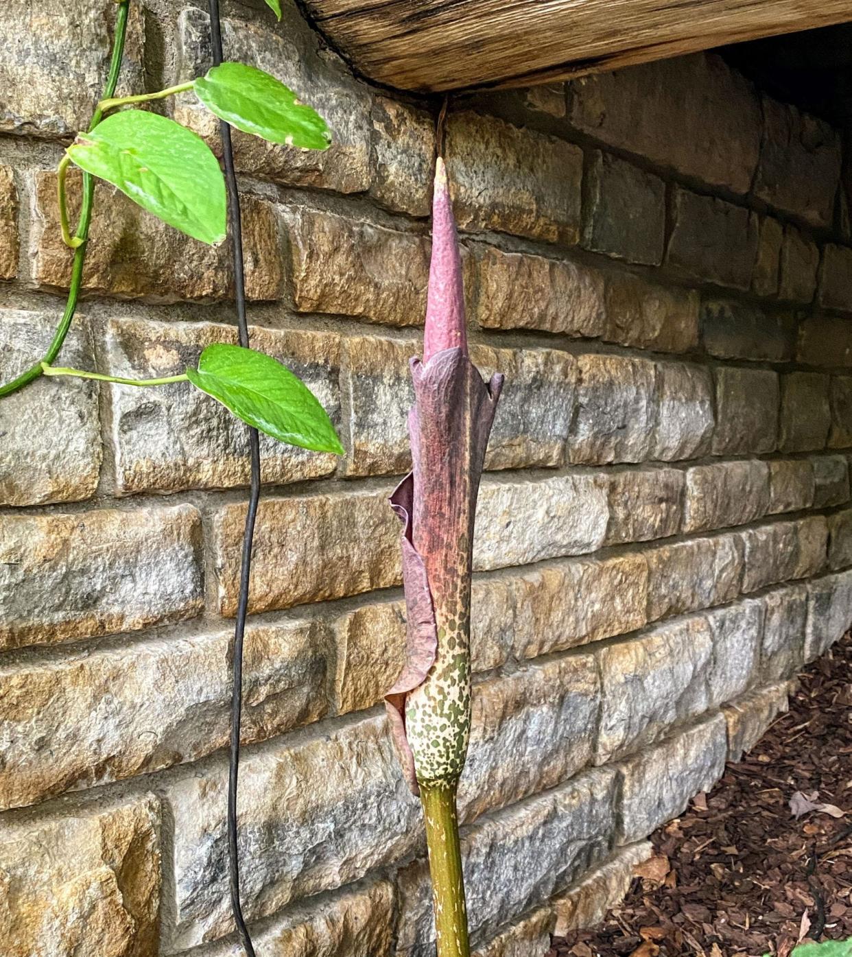 Franklin Park Conservatory's voodoo lily, on display at the rainforest biome.