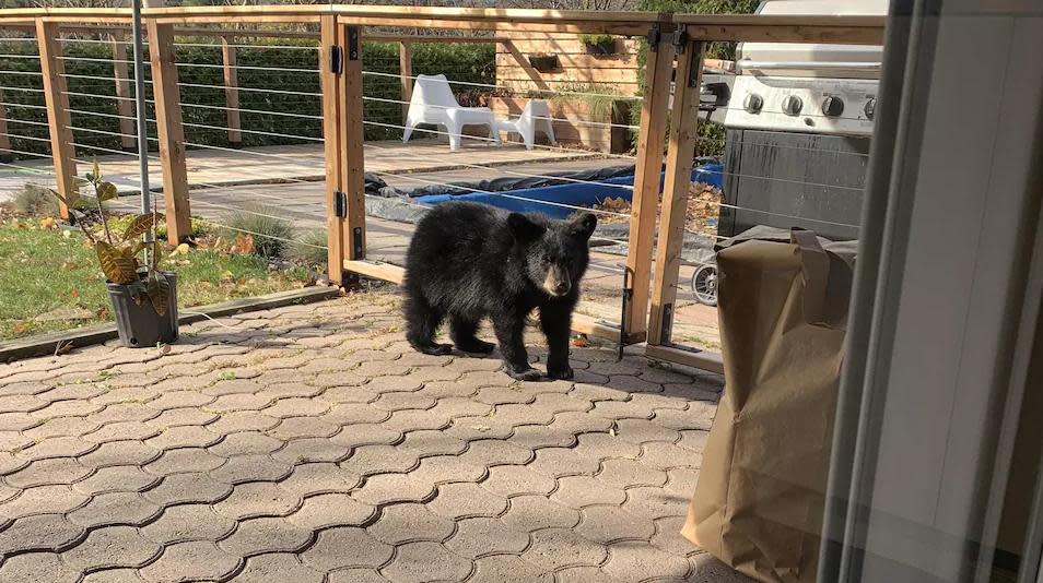 A bear in the yard of a home in Parc-de-la-Montagne-Saint-Raymond in Gatineau, Que., a central neighbourhood that stretches from Gatineau Park in the west to the Gatineau River and Lac Leamy in the east.