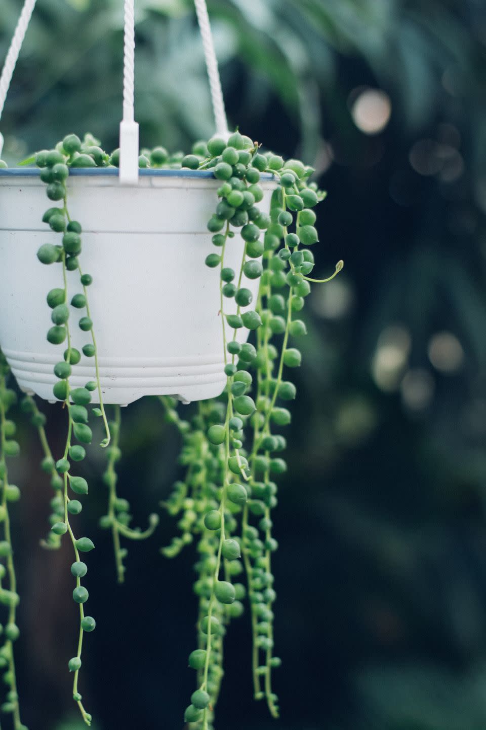 String of Pearls