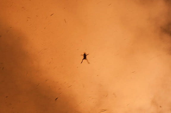 A frog was sent sky-high by a rocket launching from NASA's Wallops Flight Facility on Wallops Island, Va. Image uploaded Sept. 12, 2013.