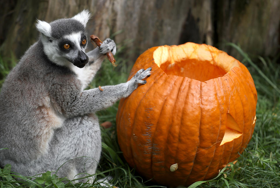 <p>Im Zoo von San Francisco, Kalifornien, frisst ein Lemur Samen aus einem riesigen Halloweenkürbis. (Bild: Justin Sullivan/Getty Images) </p>