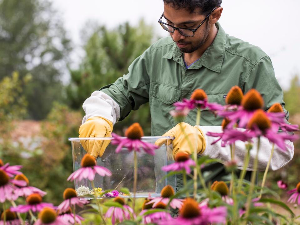 bee sensor