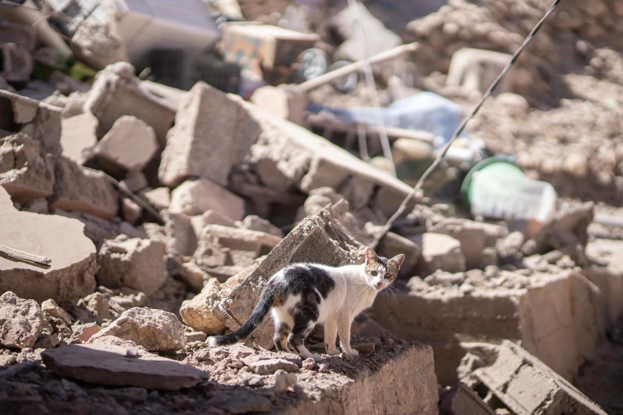 A cat walks through the rubble after an earthquake in Moulay Ibrahim village, near Marrakech (AP)