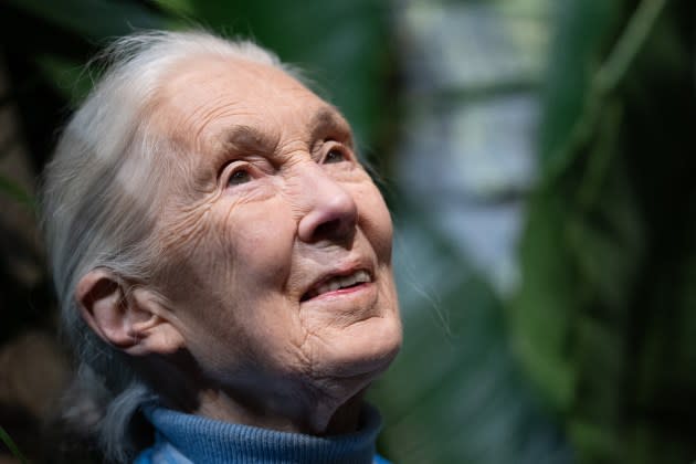 Jane Goodall. - Credit: Miguel Medina/AFP/Getty Images