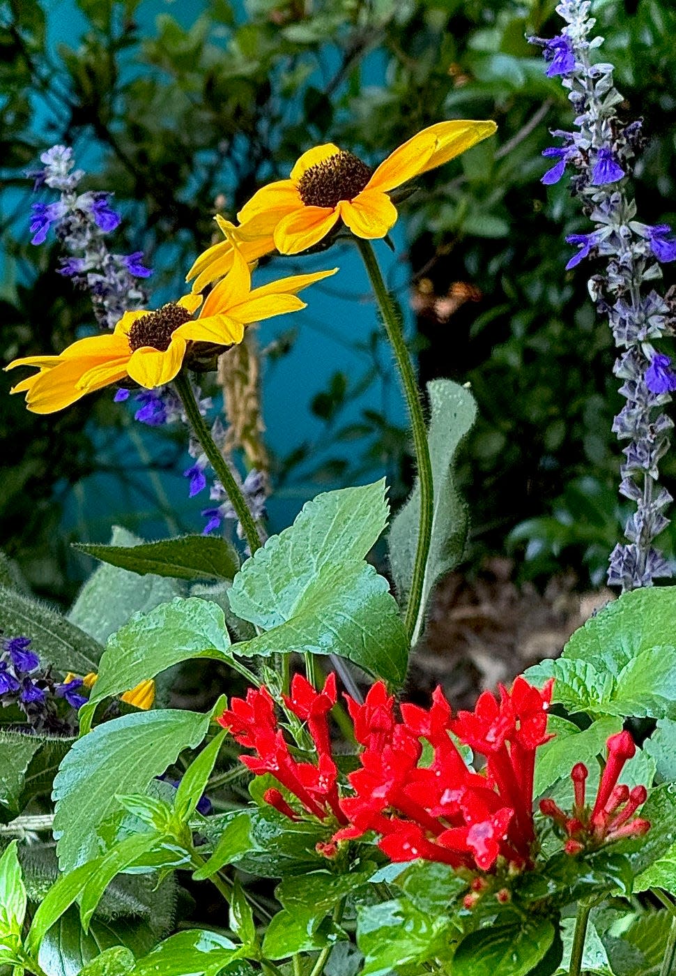 Estrellita Scarlet has firecrackers like red flowers that will bring in pollinators. It is seen here with Rockin Playin’ the Blues salvia and Indian Summer rudbeckia.