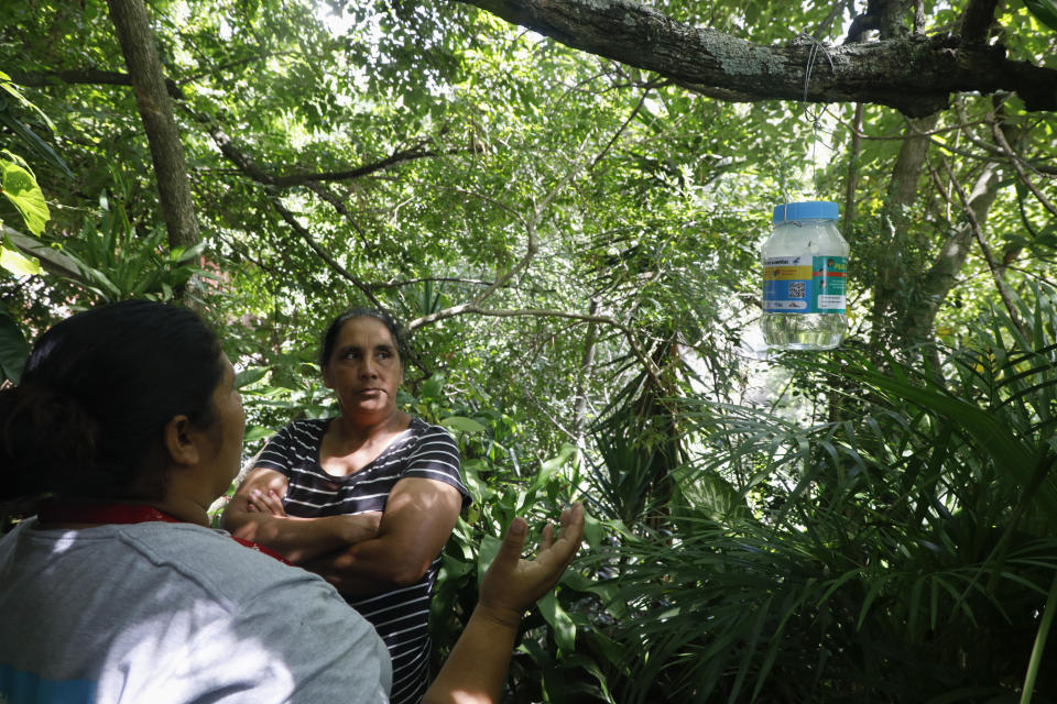 Rubenia Montoya looks at a jar containing mosquito eggs hanging from her tree as a Doctors Without Borders volunteer explains how these mosquitoes help to fight dengue, in Tegucigalpa, Honduras, Wednesday, Aug. 23, 2023. The mosquitoes that hatch will be infected with the bacteria Wolbachia, which interrupts the transmission of disease. (AP Photo/Elmer Martinez)