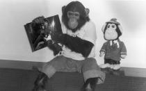 Es gibt sicher nur wenige Affen mit eigenem Wikipedia-Eintrag: Bubbles, der Schimpanse von Michael Jackson, ist bis heute so berühmt wie der "King of Pop" selbst. 2003 trennten sich ihre Wege, heute lebt der 1983 geborene Schimpanse gemeinsam mit rund 40 Artgenossen im "Center for Great Apes" in Wauchula, Florida. (Bild: Hulton Archive/Getty Images)