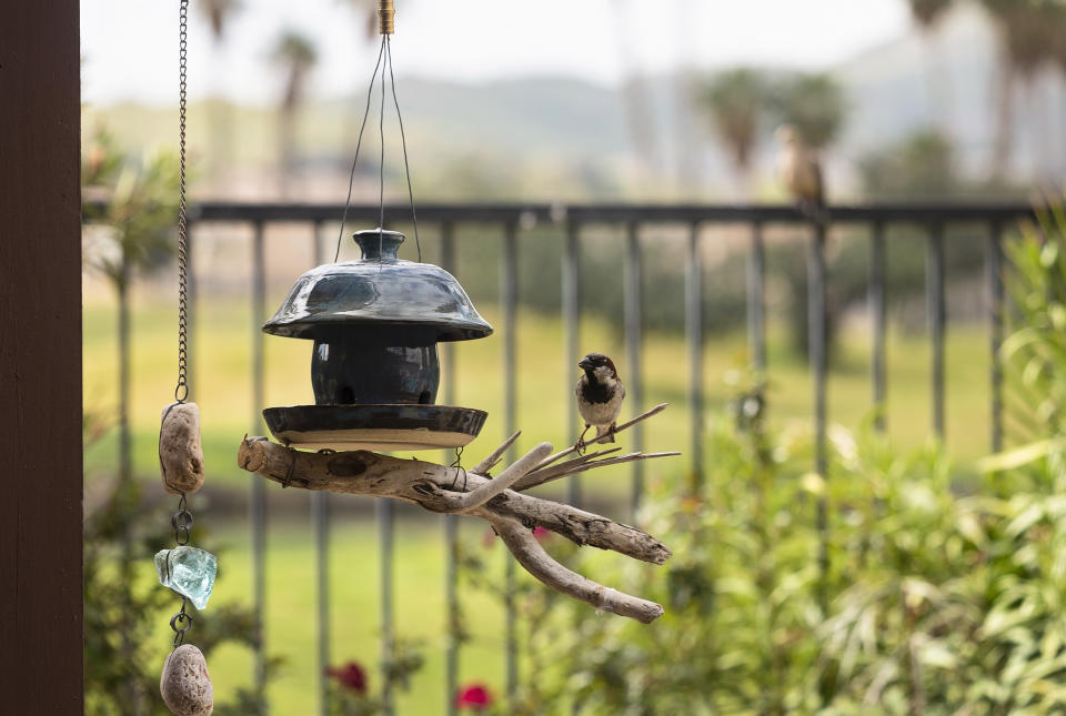 WELCOME BIRDS TO YOUR GARDEN