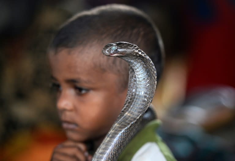 Children play with the snakes as though they are toys, having been taught the art from a young age to avoid fear