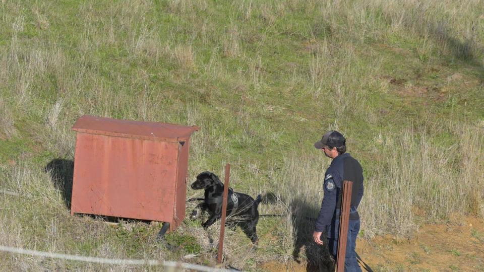 Dogs were seen combing the cordoned-off area in the Buninyong area. Picture: NewsWire / Ian Wilson