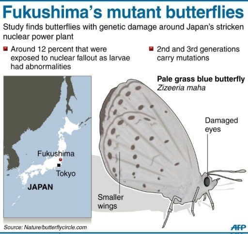 Graphic on Japan's pale grass blue butterflies, showing signs of genetic mutation after last year's Fukushima nuclear accident, according to researchers