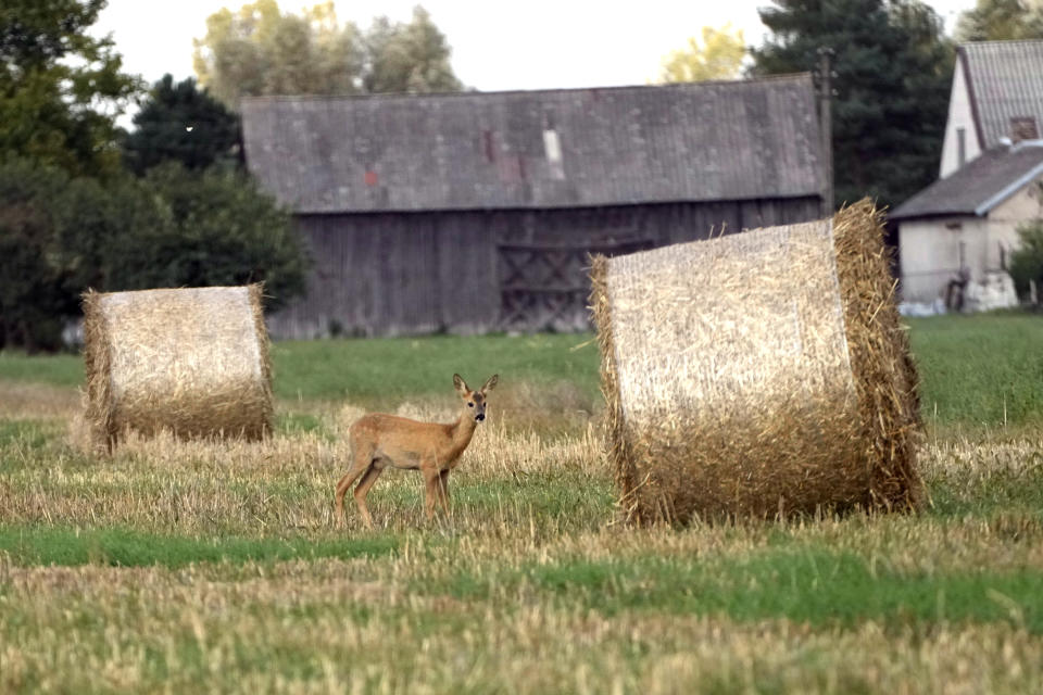 FILE - A dear stands by hay bales in a field in Czosnow, near Warsaw, Poland, Monday, Sept. 18, 2023. Poland, along with Hungary and Slovakia, continue their ban on imports of Ukraine grain, saying it hurts the interests of their farmers. (AP Photo/Czarek Sokolowski)