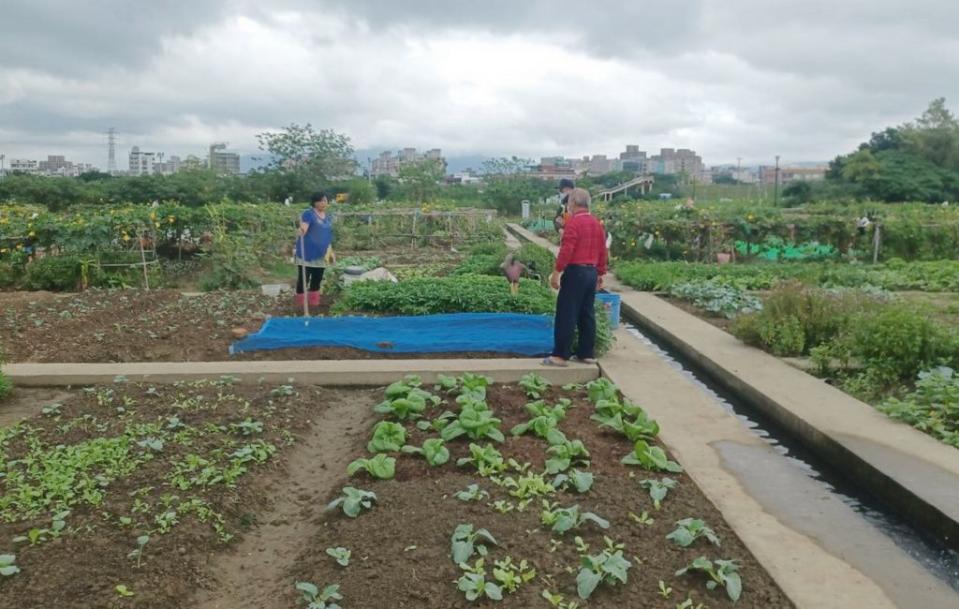 位於三重新北大都會公園的「樂活農園」耕作格位四日起開放抽籤登記，參與的農夫市民還可互相觀摩及聊天。（記者吳瀛洲攝）