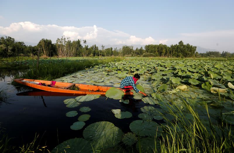 Kashmiri man collects weed from Anchar Lake in Srinagar