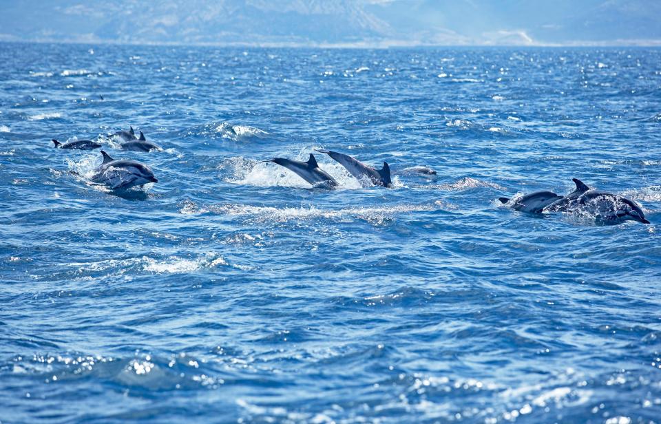 You can spot dolphins off shore - GETTY