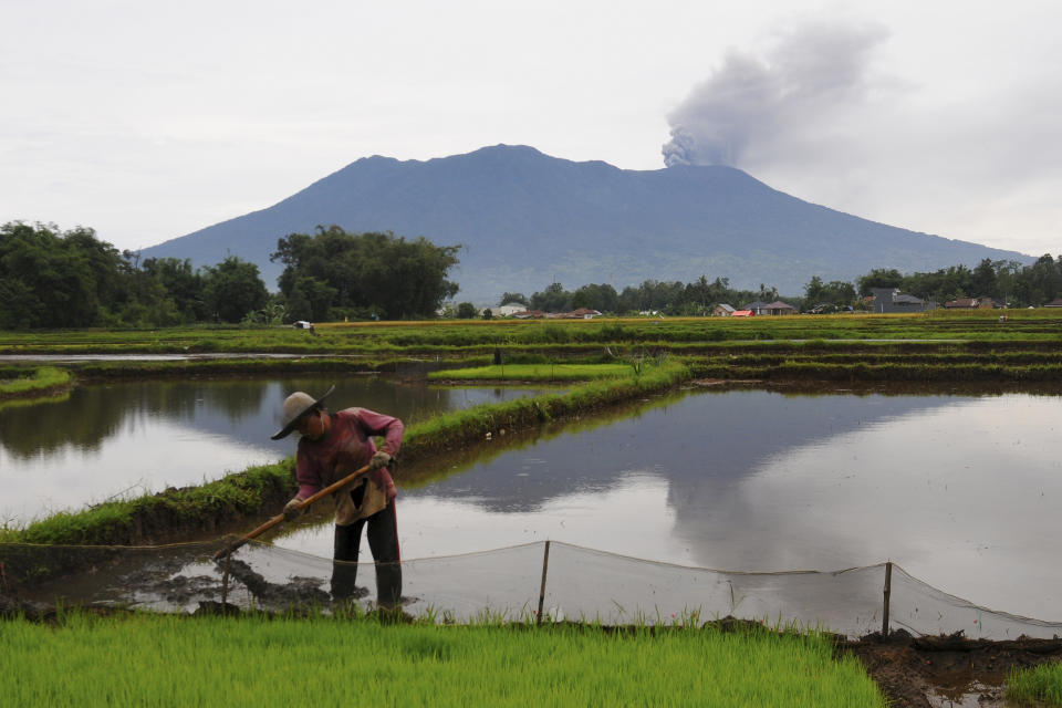 A farmer tends to his rice field as Mount Marapi spews volcanic material into the air in Agam, West Sumatra, Indonesia, Wednesday, Dec. 6, 2023. Rescuers were searching for a female hiker who was caught by a surprise weekend eruption of the volcano that killed nearly two dozens climbers and injured several others, officials said Wednesday. (AP Photo/Ardhy Fenando)