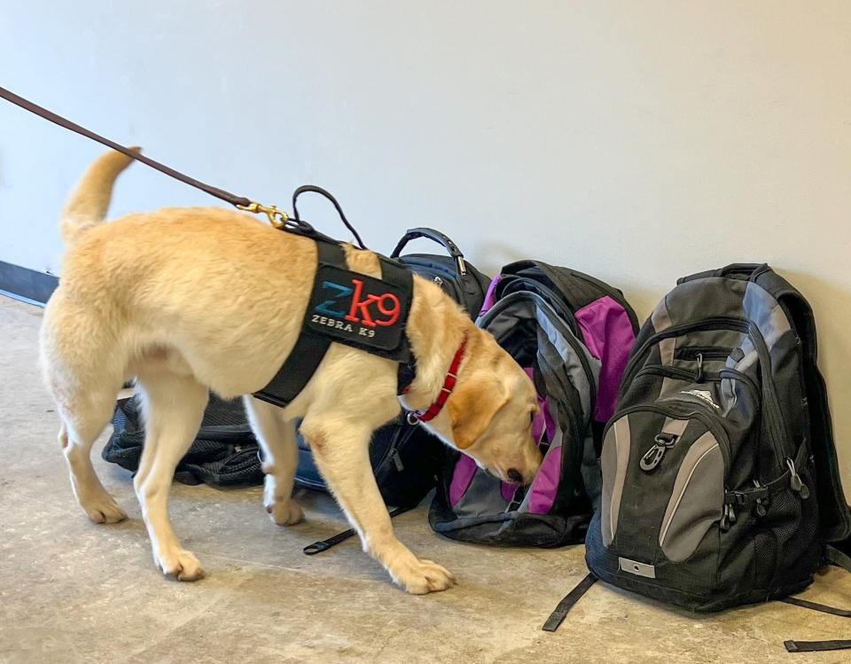 Security dog Gator and his handler Carlos Molina will be protecting Rudyard Area Schools starting in April.