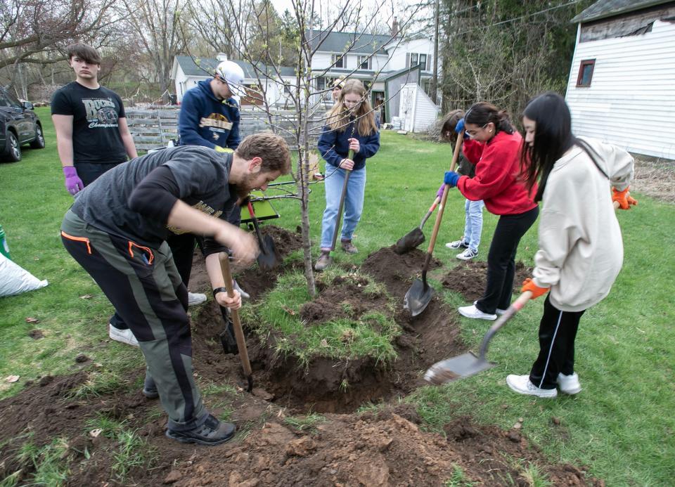 Sheboygan North botany students and teacher David Miller, lower left, work to transplant an apple tree at the home of North administrator Lindsey Ohlfs, Saturday, April 22, 2023, in Sheboygan Falls, Wis..