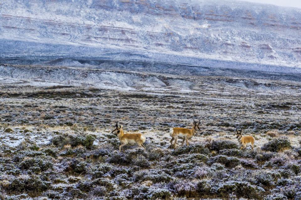 Pronghorn cross the snowy landscape near Overland Trail Ranch.