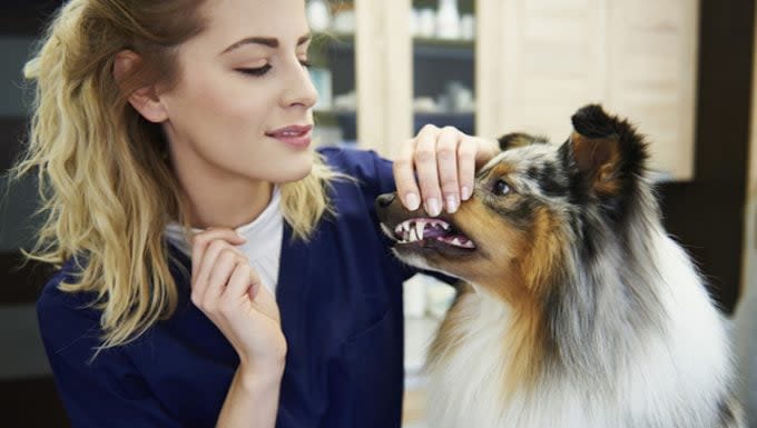 Chronic Mouth Inflammation and Ulcers in Dogs: Symptoms, Causes, & Treatments