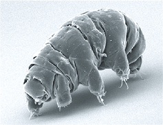 <span class="caption">Water bears are microscopic animals that can survive freezing temperatures.</span> <span class="attribution"><a class="link " href="https://en.wikipedia.org/wiki/Milnesium_tardigradum#/media/File:SEM_image_of_Milnesium_tardigradum_in_active_state_-_journal.pone.0045682.g001-2.png" rel="nofollow noopener" target="_blank" data-ylk="slk:Schokraie et al. (2012);elm:context_link;itc:0;sec:content-canvas">Schokraie et al. (2012)</a></span>