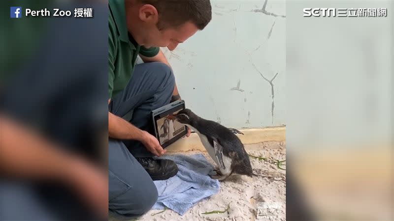 皮耶爾每日觀看各式各樣的企鵝影片。（圖／Perth Zoo 授權）