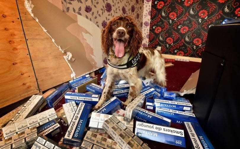 Skillful springer spaniel Scamp is lying low after nailing a string of criminals for smuggling illegal cigarettes and tobacco - WALES NEWS SERVICE