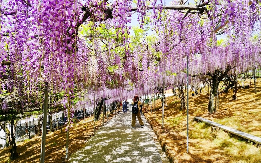 日本九州大分縣｜宇佐市 千財農園